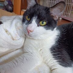 ジャイアン　　💛あおちゃん💖