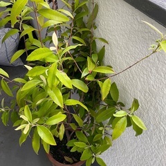 レモンマートル　苗　の画像