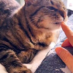 かわいいポンくん！ - 猫