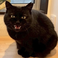 千葉県柏市😸🍀5/11(日)保護猫譲渡会