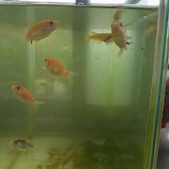 錦鯉🐡🐟稚魚