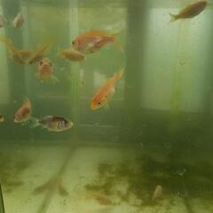 錦鯉🐡🐟稚魚の画像