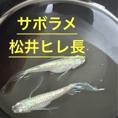 サボテンラメ鰭長（メダカ）ワンペア➕1合計3匹以上