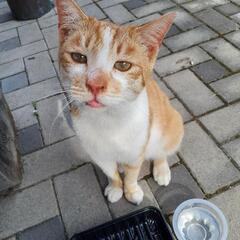 迷子ねこ保護しています。
