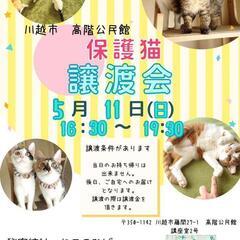 秘密結社ねこのひげ♡保護猫譲渡会