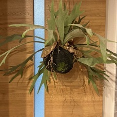 くらげさん差額の画像