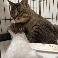 キジトラメス飼いたい方 - 北秋田市