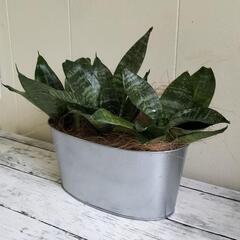 【取引中】🌿サンスベリア🌿ハイドロカルチャー（水耕栽培）で手間いらず🌿スチールポット🌿観葉植物🌿の画像