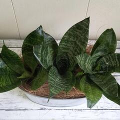 【取引中】🌿サンスベリア🌿ハイドロカルチャー（水耕栽培）で手間いらず🌿スチールポット🌿観葉植物🌿の画像