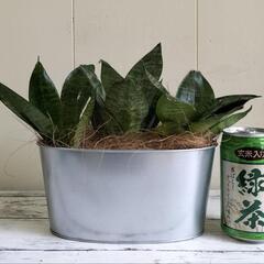 【取引中】🌿サンスベリア🌿ハイドロカルチャー（水耕栽培）で手間いらず🌿スチールポット🌿観葉植物🌿の画像