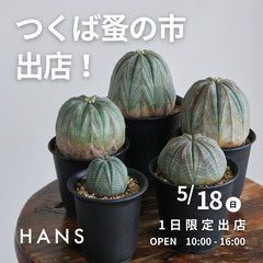 多肉植物・オベサ販売 5/18（日）のつくば蚤の市出店!