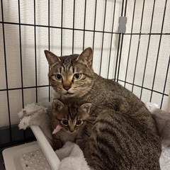 可愛いキジトラ猫ちゃん飼いませんか？