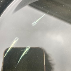 メダカ　緑光黒百式ラメ
の画像