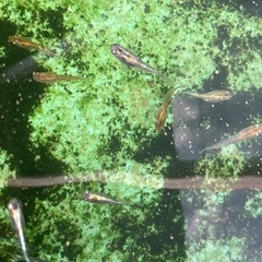 '24年生まれ黄白虎メダカランダム5匹の画像