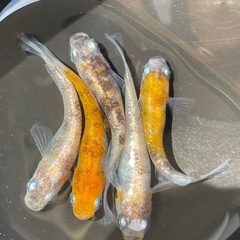 メダカ　三色ラメ　三色体外光　5匹　若魚　予約可能   越冬可能個体