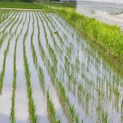 令和6年産ヒノヒカリ玄米30キロ