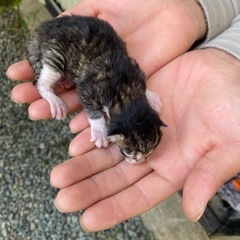 保護猫 里親募集 2匹 - 猫