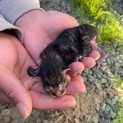 保護猫 里親募集 2匹 - 秋田市