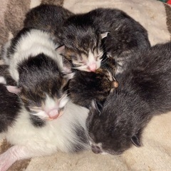 保護猫 里親募集 2匹