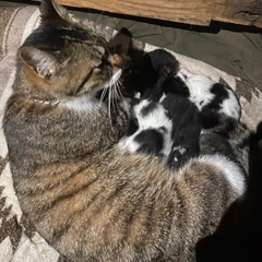 保護猫 里親募集 2匹 − 秋田県