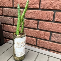 カフェ風カットワイン瓶入りサボテン