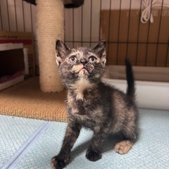 1ヶ月半3兄妹②サビ猫女の子