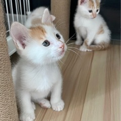茶白パステル三毛猫