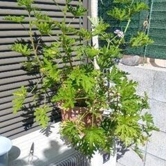 ゼラニウムの画像