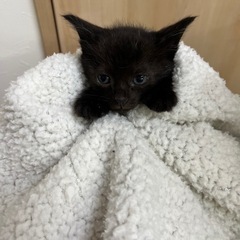 黒猫ちゃん🐈‍⬛うっすらしま模様