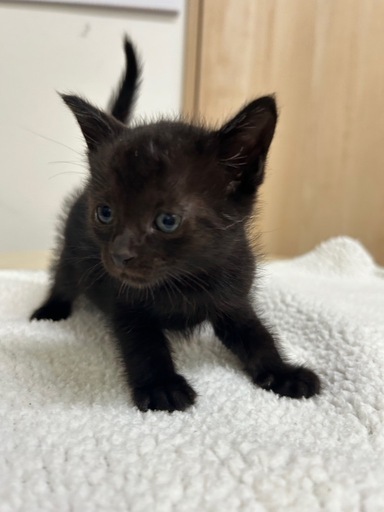 3日間駐車場から動けなかった黒猫ちゃん。迷子猫として緊急保護