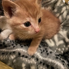 わちゃわちゃ子猫たち🩷只今、頑張って成長中🩷