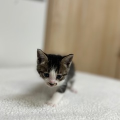 お鼻のブチが可愛い男の子🐈🐾  − 愛媛県