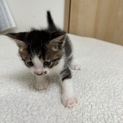 お鼻のブチが可愛い男の子🐈🐾  - 四国中央市