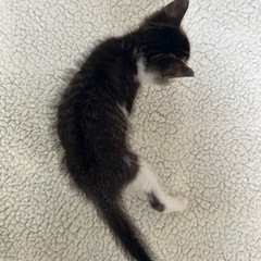 お鼻のブチが可愛い男の子🐈🐾  - 里親募集