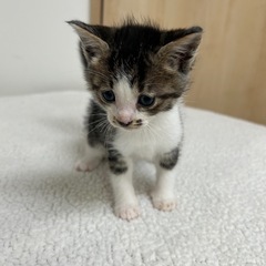 お鼻のブチが可愛い男の子🐈🐾