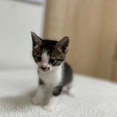 お鼻のブチが可愛い男の子🐈🐾  - 猫
