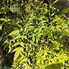 紅葉の葉付き枝　南天の葉付き枝の画像