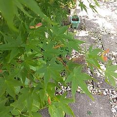 紅葉の葉付き枝　南天の葉付き枝の画像