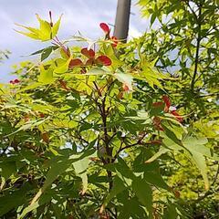 紅葉の葉　南天の葉