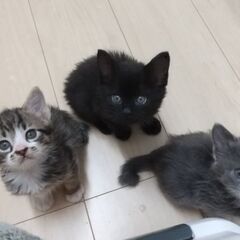 生後ひと月半の3兄妹1　グレーの女の子