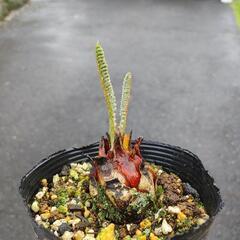 蘇鉄　そてつ　ソテツ　子株　多肉の画像