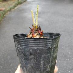 蘇鉄　そてつ　ソテツ　子株　多肉の画像