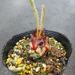 蘇鉄　そてつ　ソテツ　子株　多肉の画像