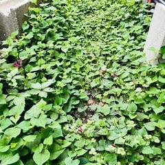 新鮮な無農薬ドクダミ　ただで差し上げます！