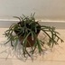 ランキングキーワードに紐づく投稿画像-観葉植物