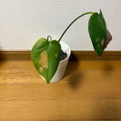 モンステラ③