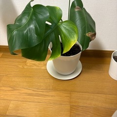 モンステラ①