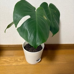 モンステラ②