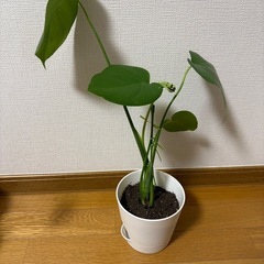 モンステラ④