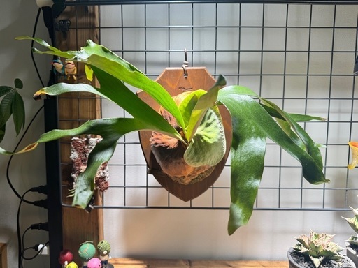 ビカクシダ　ホーンサプライズ